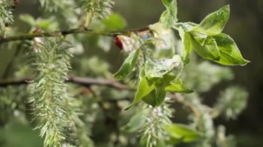 yapraktan çiy damla sıyrık yakın doğa arka plan için taze yeşil yaprak ile su yağmur damla
