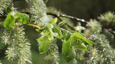 yapraktan çiy damla sıyrık yakın doğa arka plan için taze yeşil yaprak ile su yağmur damla
