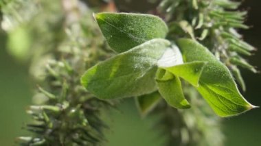 yapraktan çiy damla sıyrık yakın doğa arka plan için taze yeşil yaprak ile su yağmur damla
