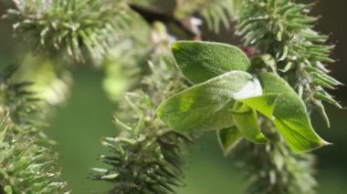 yapraktan çiy damla sıyrık yakın doğa arka plan için taze yeşil yaprak ile su yağmur damla