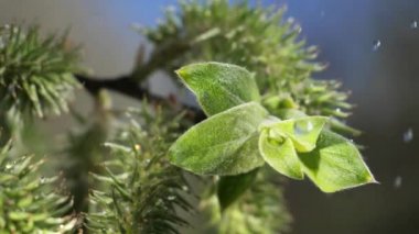 yapraktan çiy damla sıyrık yakın doğa arka plan için taze yeşil yaprak ile su yağmur damla