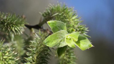 yapraktan çiy damla sıyrık yakın doğa arka plan için taze yeşil yaprak ile su yağmur damla