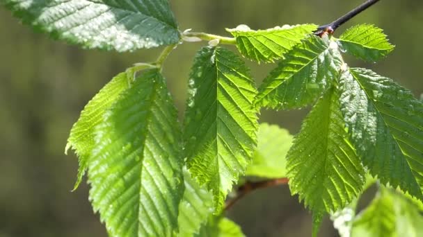 Wasser Regentropfen Mit Frischem Grünen Blatt Für Die Natur Hintergrund — Stockvideo