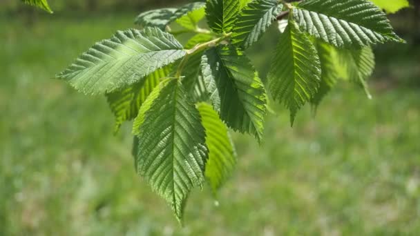 Water Regendruppel Met Vers Groen Blad Voor Natuur Achtergrond Van — Stockvideo