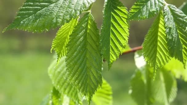 Water Regendruppel Met Vers Groen Blad Voor Natuur Achtergrond Van — Stockvideo