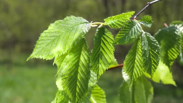 Vatten Regn Droppe Med Färskt Grönt Blad För Natur Bakgrund — Stockvideo