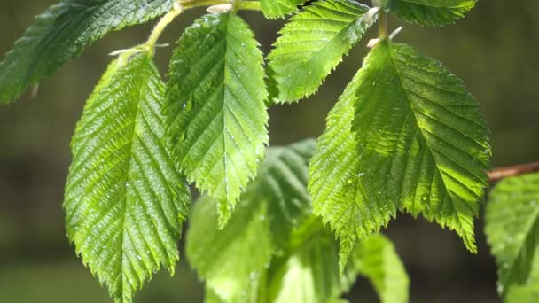 Wasser Regentropfen Mit Frischem Grünen Blatt Für Die Natur Hintergrund — Stockvideo