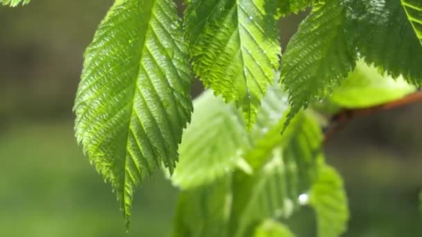 Wasser Regentropfen Mit Frischem Grünen Blatt Für Die Natur Hintergrund — Stockvideo