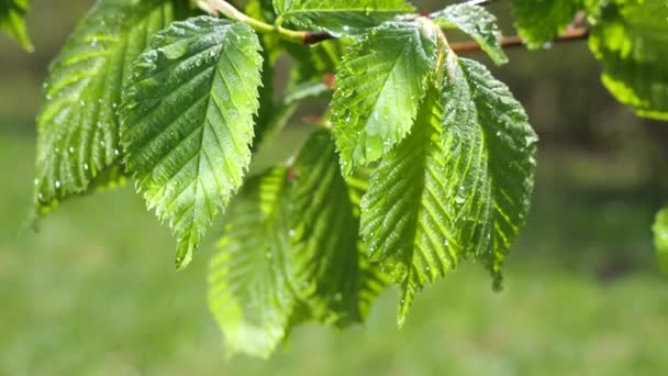 Vatten Regn Droppe Med Färskt Grönt Blad För Natur Bakgrund — Stockvideo