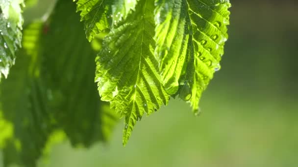 Goccia Pioggia Acqua Con Foglia Verde Fresco Sfondo Della Natura — Video Stock