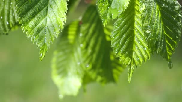 葉から露滴落下の自然の背景のための新鮮な緑の葉と水の雨滴 — ストック動画
