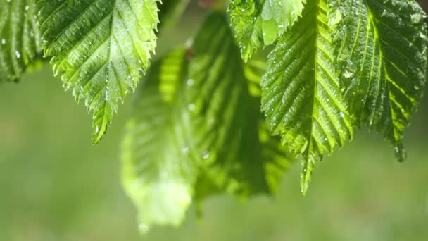 水雨滴与新鲜的绿叶为自然背景的特写露珠滴从叶子 — 图库视频影像