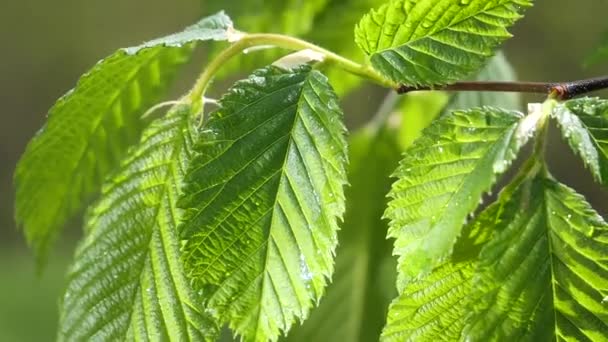 水雨滴与新鲜的绿叶为自然背景的特写露珠滴从叶子 — 图库视频影像