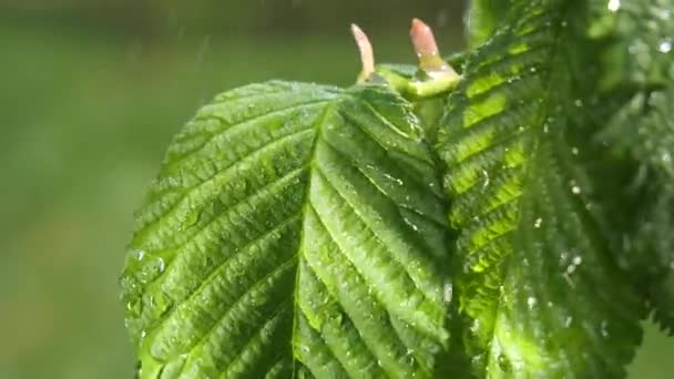 Wasser Regentropfen Mit Frischem Grünen Blatt Für Die Natur Hintergrund — Stockvideo