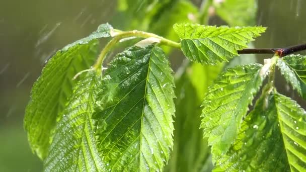 葉から露滴落下の自然の背景のための新鮮な緑の葉と水の雨滴 — ストック動画