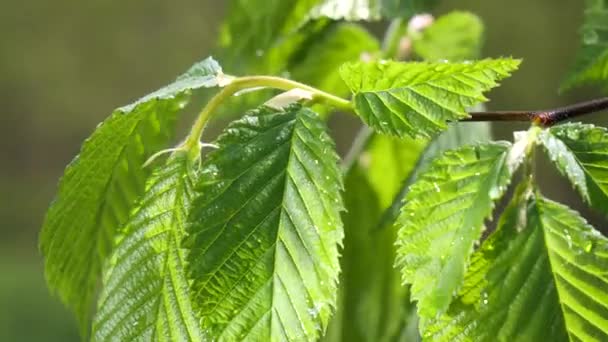 Wasser Regentropfen Mit Frischem Grünen Blatt Für Die Natur Hintergrund — Stockvideo