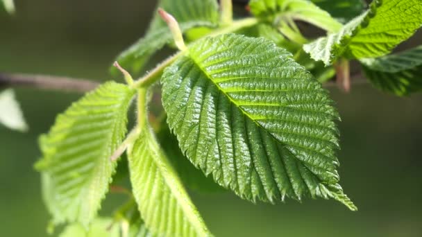 Vatten Regn Droppe Med Färskt Grönt Blad För Natur Bakgrund — Stockvideo