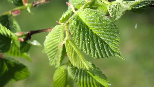 Vatten Regn Droppe Med Färskt Grönt Blad För Natur Bakgrund — Stockvideo