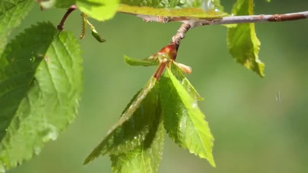 Water Rain Drop Fresh Green Leaf Nature Background Close Dew — Stock Video