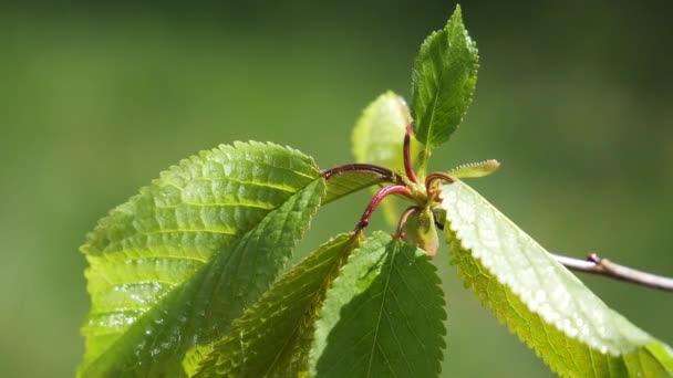 水雨滴与新鲜的绿叶为自然背景的特写露珠滴从叶子 — 图库视频影像