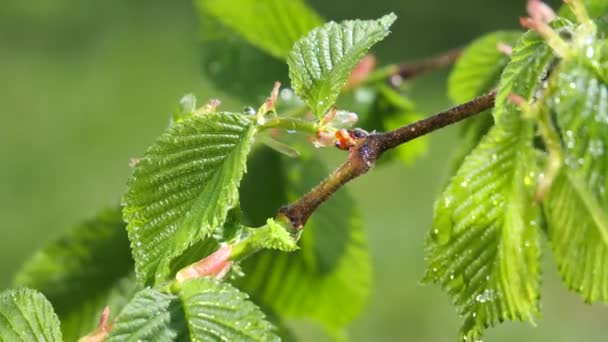 Water Regendruppel Met Vers Groen Blad Voor Natuur Achtergrond Van — Stockvideo