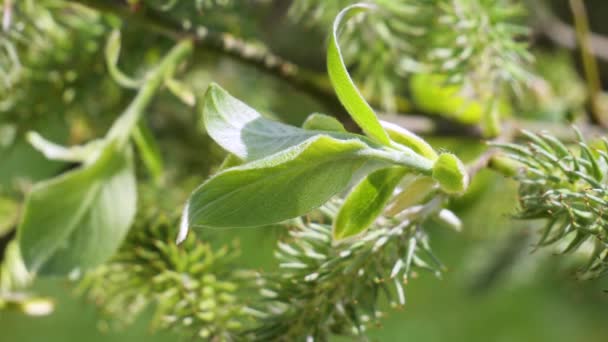 Gota Lluvia Agua Con Hoja Verde Fresca Para Fondo Naturaleza — Vídeos de Stock