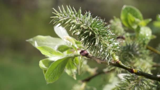 Vatten Regn Droppe Med Färskt Grönt Blad För Natur Bakgrund — Stockvideo