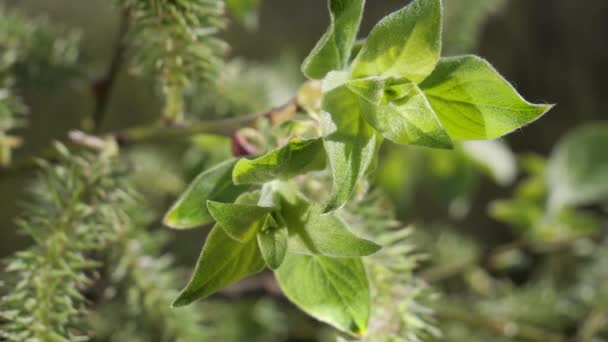 Goccia Pioggia Acqua Con Foglia Verde Fresco Sfondo Della Natura — Video Stock