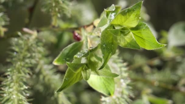 Water Regendruppel Met Vers Groen Blad Voor Natuur Achtergrond Van — Stockvideo