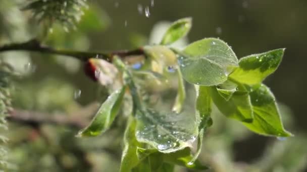 Vatten Regn Droppe Med Färskt Grönt Blad För Natur Bakgrund — Stockvideo