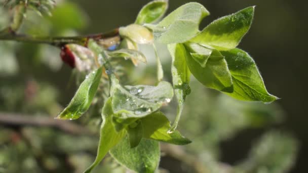 Water Regendruppel Met Vers Groen Blad Voor Natuur Achtergrond Van — Stockvideo