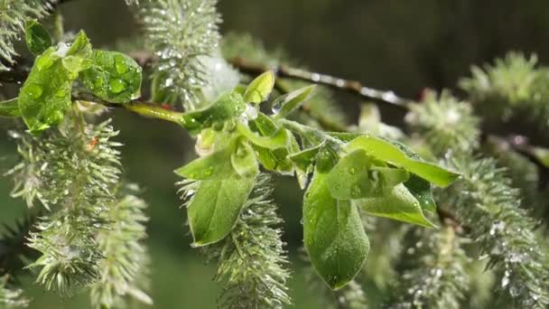 水雨滴与新鲜的绿叶为自然背景的特写露珠滴从叶子 — 图库视频影像