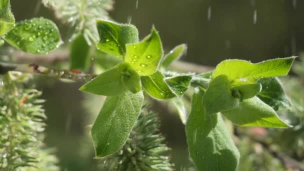 葉から露滴落下の自然の背景のための新鮮な緑の葉と水の雨滴 — ストック動画