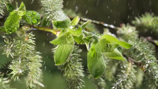 葉から露滴落下の自然の背景のための新鮮な緑の葉と水の雨滴 — ストック動画