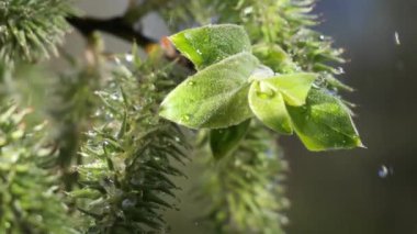 yapraktan çiy damla sıyrık yakın doğa arka plan için taze yeşil yaprak ile su yağmur damla