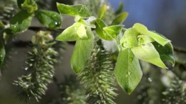 yapraktan çiy damla sıyrık yakın doğa arka plan için taze yeşil yaprak ile su yağmur damla