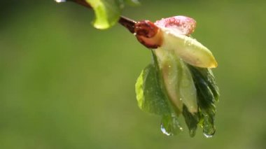 yapraktan çiy damla sıyrık yakın doğa arka plan için taze yeşil yaprak ile su yağmur damla