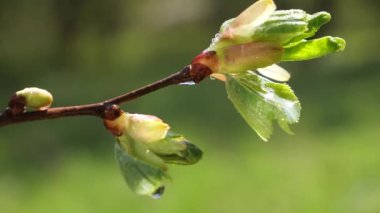 yapraktan çiy damla sıyrık yakın doğa arka plan için taze yeşil yaprak ile su yağmur damla