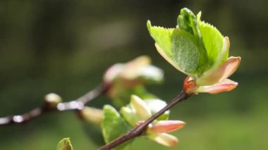 yapraktan çiy damla sıyrık yakın doğa arka plan için taze yeşil yaprak ile su yağmur damla