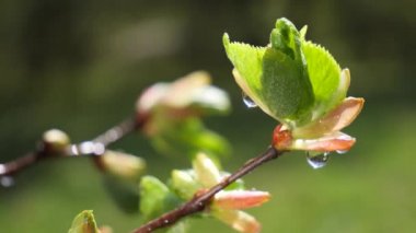 yapraktan çiy damla sıyrık yakın doğa arka plan için taze yeşil yaprak ile su yağmur damla