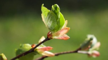 yapraktan çiy damla sıyrık yakın doğa arka plan için taze yeşil yaprak ile su yağmur damla