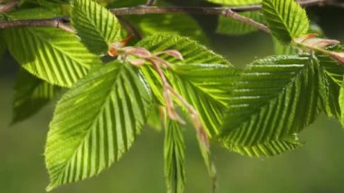 yapraktan çiy damla sıyrık yakın doğa arka plan için taze yeşil yaprak ile su yağmur damla