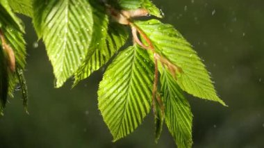 yapraktan çiy damla sıyrık yakın doğa arka plan için taze yeşil yaprak ile su yağmur damla
