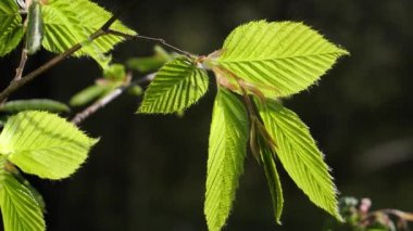 yapraktan çiy damla sıyrık yakın doğa arka plan için taze yeşil yaprak ile su yağmur damla