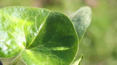 yapraktan çiy damla sıyrık yakın doğa arka plan için taze yeşil yaprak ile su yağmur damla