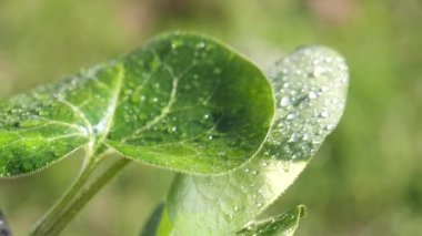 yapraktan çiy damla sıyrık yakın doğa arka plan için taze yeşil yaprak ile su yağmur damla
