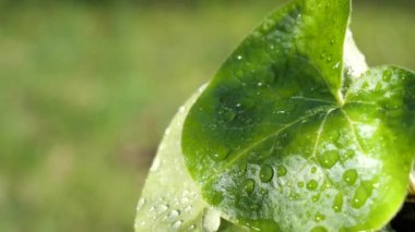 yapraktan çiy damla sıyrık yakın doğa arka plan için taze yeşil yaprak ile su yağmur damla