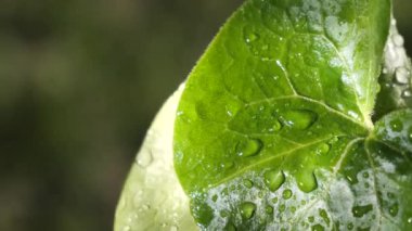 yapraktan çiy damla sıyrık yakın doğa arka plan için taze yeşil yaprak ile su yağmur damla