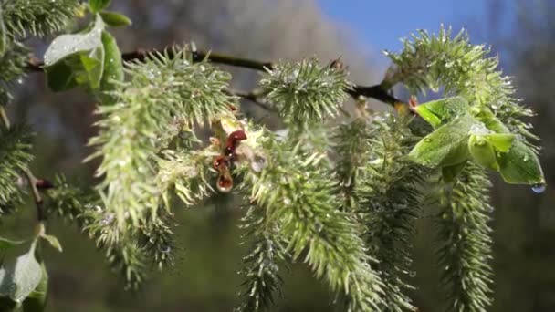 Wasser Regentropfen Mit Frischem Grünen Blatt Für Die Natur Hintergrund — Stockvideo