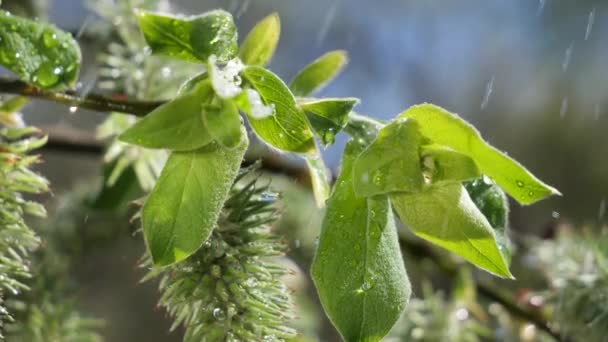 Water Regendruppel Met Vers Groen Blad Voor Natuur Achtergrond Van — Stockvideo